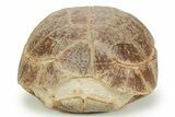 Colorful Inflated Fossil Tortoise (Stylemys) - South Dakota #373008-4